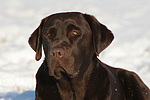 hundefotos labrador_retriever