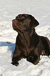 hundefotos labrador_retriever