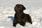 hundefotos labrador_retriever