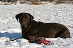 hundefotos labrador_retriever