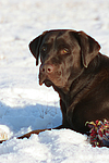 hundefotos labrador_retriever