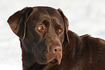 hundefotos labrador_retriever