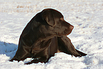hundefotos labrador_retriever