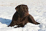 hundefotos labrador_retriever