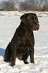 hundefotos labrador_retriever