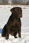 hundefotos labrador_retriever