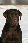 hundefotos labrador_retriever
