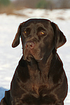 hundefotos labrador_retriever