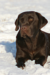 hundefotos labrador_retriever