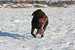 hundefotos labrador_retriever