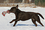 hundefotos labrador_retriever
