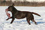hundefotos labrador_retriever