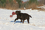 hundefotos labrador_retriever