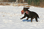hundefotos labrador_retriever