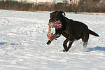hundefotos labrador_retriever