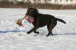 hundefotos labrador_retriever