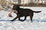 hundefotos labrador_retriever