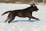 hundefotos labrador_retriever