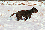 hundefotos labrador_retriever