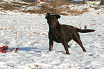 hundefotos labrador_retriever