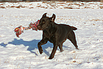 hundefotos labrador_retriever