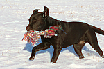 hundefotos labrador_retriever