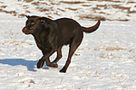 hundefotos labrador_retriever