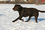 hundefotos labrador_retriever