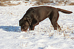 hundefotos labrador_retriever