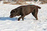 hundefotos labrador_retriever
