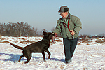 hundefotos labrador_retriever