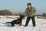 hundefotos labrador_retriever