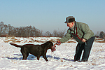 hundefotos labrador_retriever