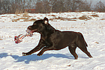 hundefotos labrador_retriever