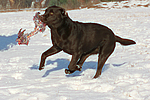 hundefotos labrador_retriever