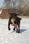 hundefotos labrador_retriever