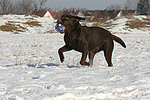 hundefotos labrador_retriever