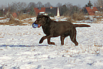 hundefotos labrador_retriever