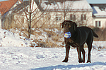 hundefotos labrador_retriever