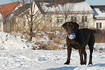 hundefotos labrador_retriever