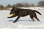 hundefotos labrador_retriever