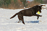 hundefotos labrador_retriever