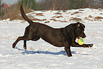 hundefotos labrador_retriever
