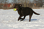 hundefotos labrador_retriever