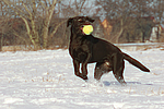 hundefotos labrador_retriever