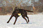 hundefotos labrador_retriever