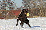 hundefotos labrador_retriever
