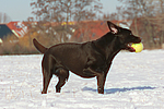 hundefotos labrador_retriever
