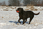 hundefotos labrador_retriever