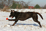 hundefotos labrador_retriever